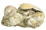 Cluster Of Polished Fossil Sand Dollars & Clams - California #242907-2